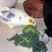 Cockatiels, Healthy and Nutritious Safe Foods, Safe Fruits, Safe Fruits, Safe Vegetables, Safe ...