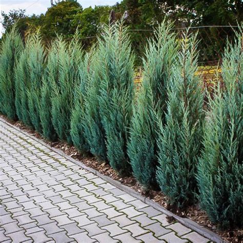 Moonglow Juniper For Sale Online | The Tree Center