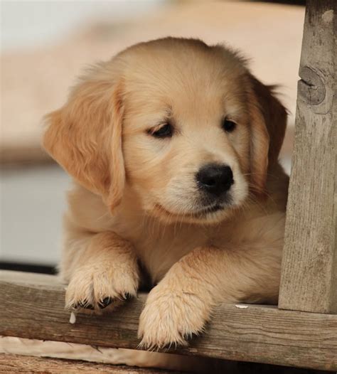 29 Top Photos Golden Retriever Puppies Middlebury Vt - Middlebury ...