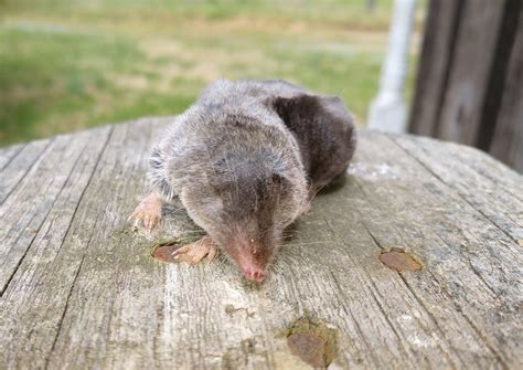 Blue Ridge Foothills & Lakes Virginia Master Naturalists: Vole…Mole…or ...