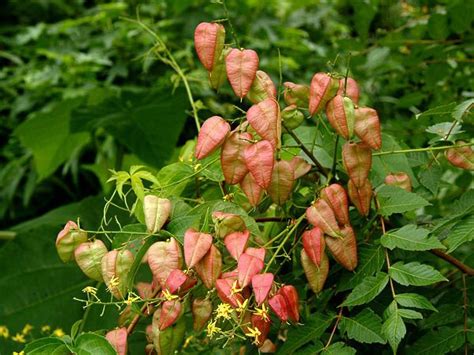 Koelreuteria paniculata | Golden rain tree, Tree seeds, Ornamental trees