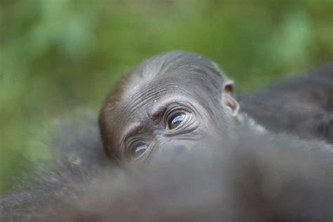 This sweet baby gorilla will be named by popular vote, dear god - The Verge