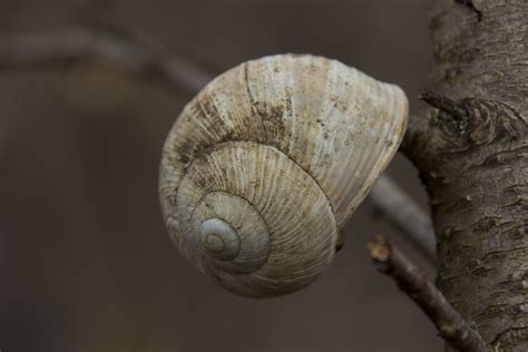 Roman Snail | Simon's Discoveries