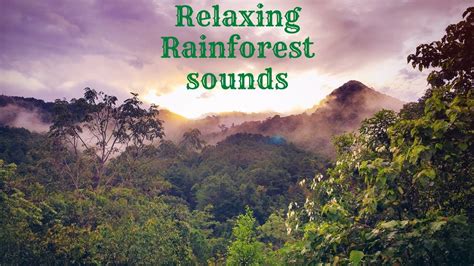 Relaxing Rainforest Sounds - YouTube