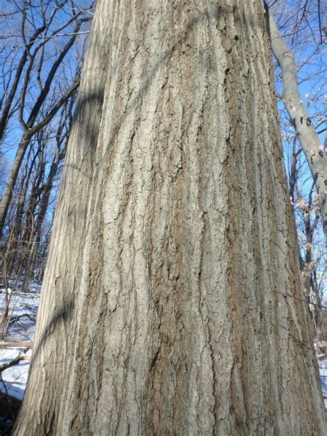 Mariton: Oak Bark - Natural Lands