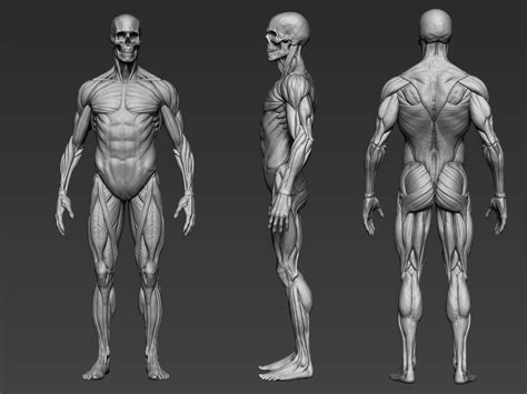 3D Anatomy Reference For Artists - ARTISTS HUO