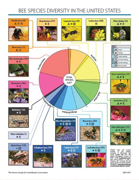 Bee Species Diversity in the US | Xerces Society