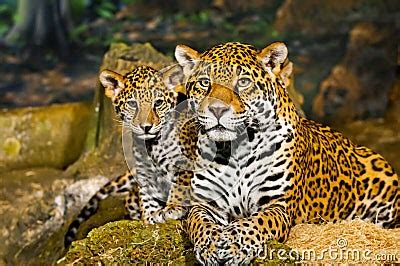 Jaguar Cubs Stock Photos - Image: 29253383