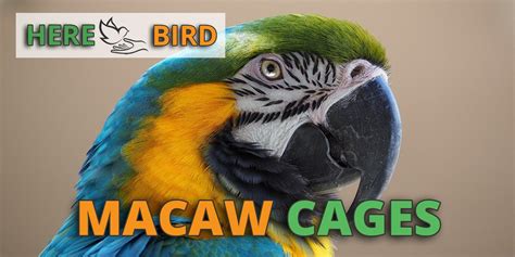 5 Best Macaw Cages For Sale: Cage Setups, Sizes, Reviews