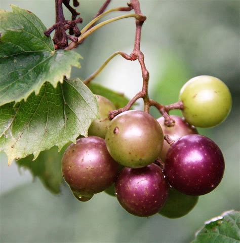 Scuppernong Grape - Food Forest Nursery