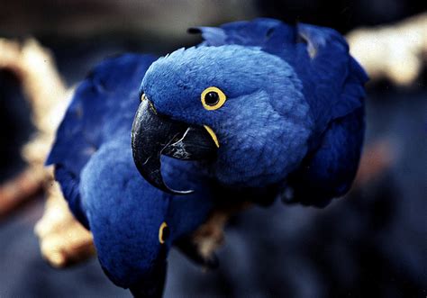 Glaucous Macaw Bird : Biological Science Picture Directory – Pulpbits.net