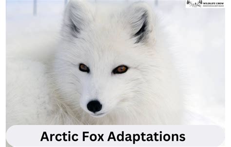 Arctic Fox Adaptations | Habitat And Behavior - WildLifeGrow