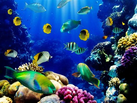 Fish Tank Wallpapers - Top Free Fish Tank Backgrounds - WallpaperAccess