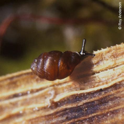 Surveying Narrow-mouthed Whorl Snail at the Giant’s Causeway - Buglife ...