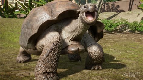 Giant Galapagos Tortoise | Planet Zoo Wiki | FANDOM powered by Wikia