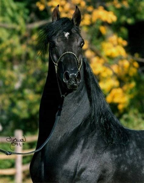 Hughes Arabians :: Arabian Horses, Stallions, Farms, Arabians, Horses For Sale - Arabian Horse ...