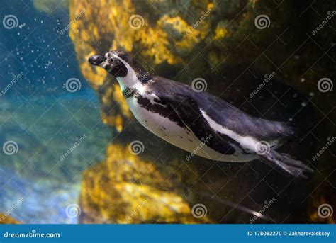 Interior of the Barcelona Aquarium (L Aquarium De Barcelona Stock Photo - Image of catalonia ...