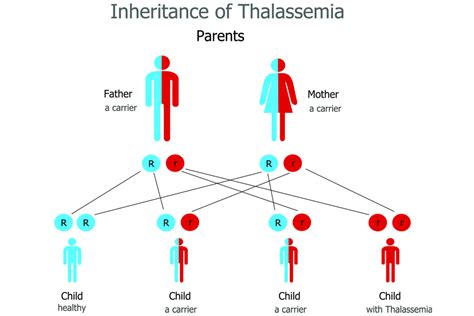 Thalassemia in Pregnancy - Symptoms and Treatment - Being The Parent