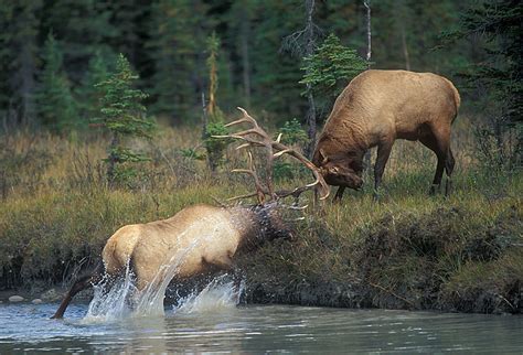 Bulls In Rut: Elk Fighting Behavior Captured In Photos | Field & Stream | Wildlife paintings ...