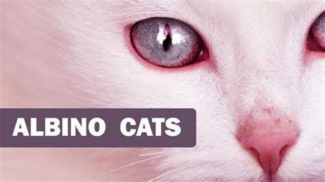 Albino Cats And How They Differ from Normal White Cats