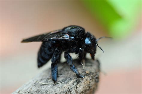 File:CARPENTER BEE 2.jpg - Wikimedia Commons