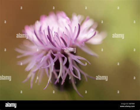 Creeping thistle flower Stock Photo - Alamy