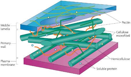 Plant plasma membrane and cell-wall structure | Learn Science at Scitable