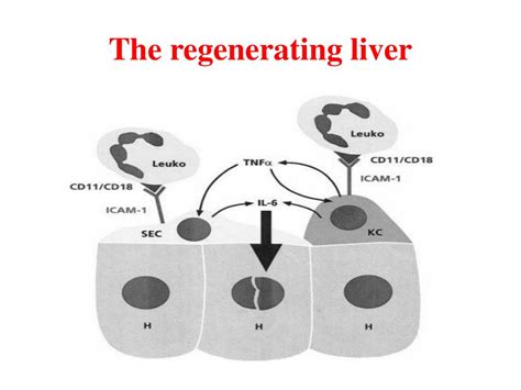 PPT - Liver regeneration- principles, measurement and status PowerPoint Presentation - ID:1955640