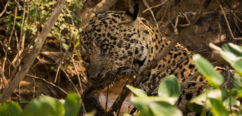 Contact | Jaguar Ecological Reserve