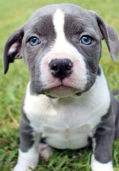 47 Best Pictures Black Pitbull Puppy For Sale / Black and white pittie ...