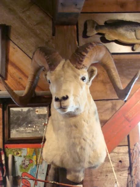 Dahl Sheep Ram Mount - Taxidermy