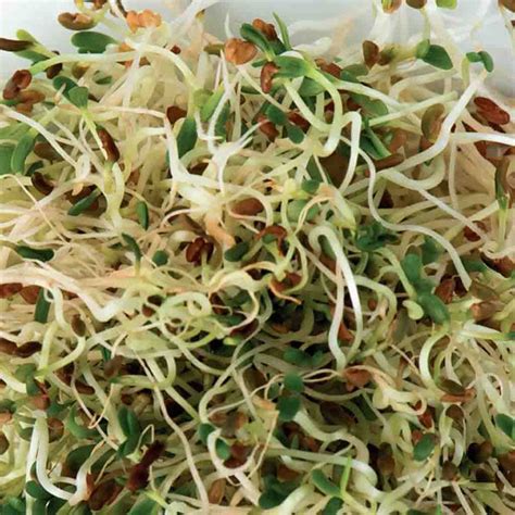 Organic Sprouts Alfalfa Seeds, – McKenzie Seeds