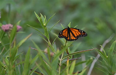 wallpaper monarch butterfly, monarch, butterfly, plant, leaves, macro HD : Widescreen : High ...