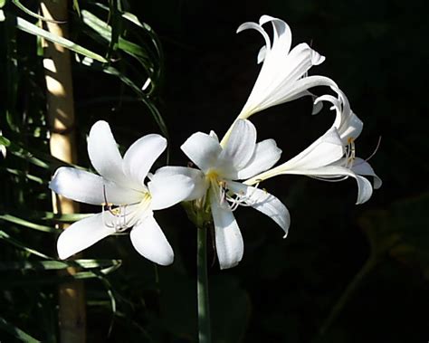 Lycoris | Pacific Bulb Society