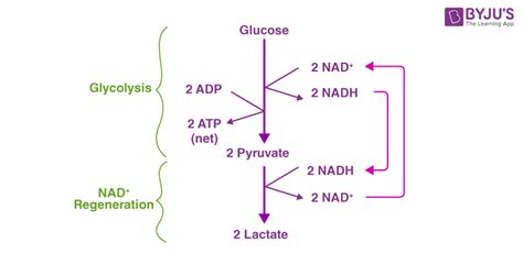 Lactic Acid Fermentation - Step Involved in Lactic Acid Fermentation