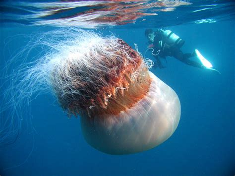 The giant jellyfish invasion mystery | Toronto Star