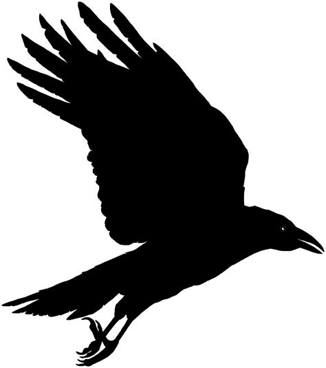 Crow silhouette, Raven art, Crow