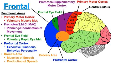 where is tertia optica area located in the brain? Diagram - brainly.com