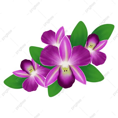 Orchid Flowers White Transparent, Orchid Flowers Illustration, Flower, Nature, Blossom PNG Image ...