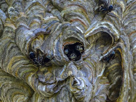 Bald-faced hornet nest Photograph by Brian Stevens - Pixels