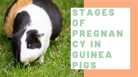 Guinea Pig Lifespan And Life Stages, 50% OFF