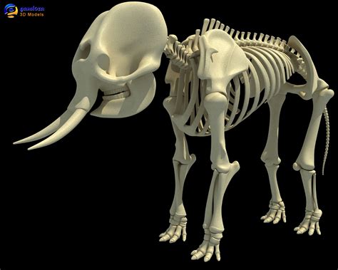 3ds asian elephant skeleton