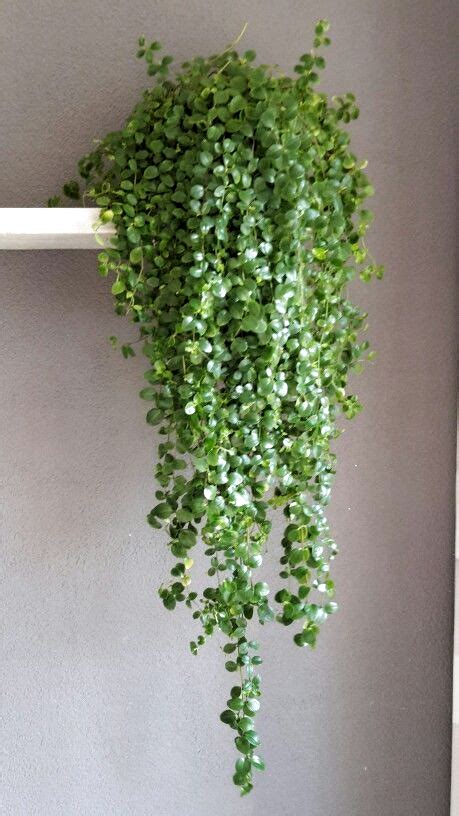 Home Decor: 45+ Home Decor Hanging Plants PNG