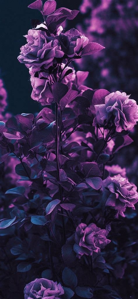 Garden Roses Purple Wallpapers - Purple Roses Wallpaper iPhone