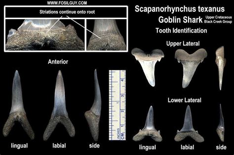 Goblin Shark Facts and Information: Living Goblin Sharks and Their Fossil Ancestors: Fossil ...