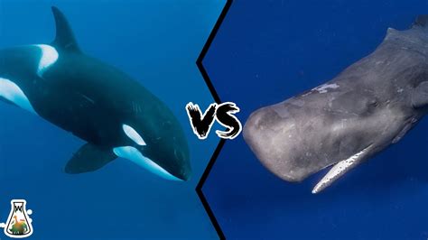 Blue whale vs killer whale size - spanserg