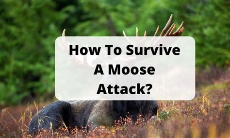 How To Survive A Moose Attack? Do You Know What To Do? – Petseatable