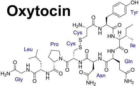 Oxytocin function, production, oxytocin effects and oxytocin side effects