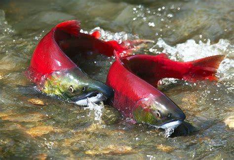 Sockeye Salmon - Oceana Canada