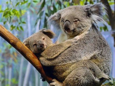 Amazing Koala Mating , Koala Mating Close Up Animal Mating 2015 | Beruang koala, Koalas, Humor hewan